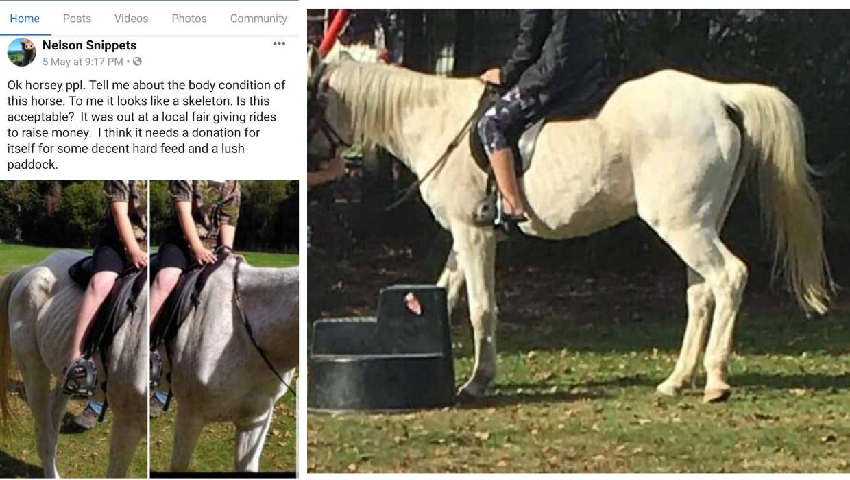 wild-oats-pony-club-shut-down-after-Facebook-abuse-photo-courtesy-Stuff-2